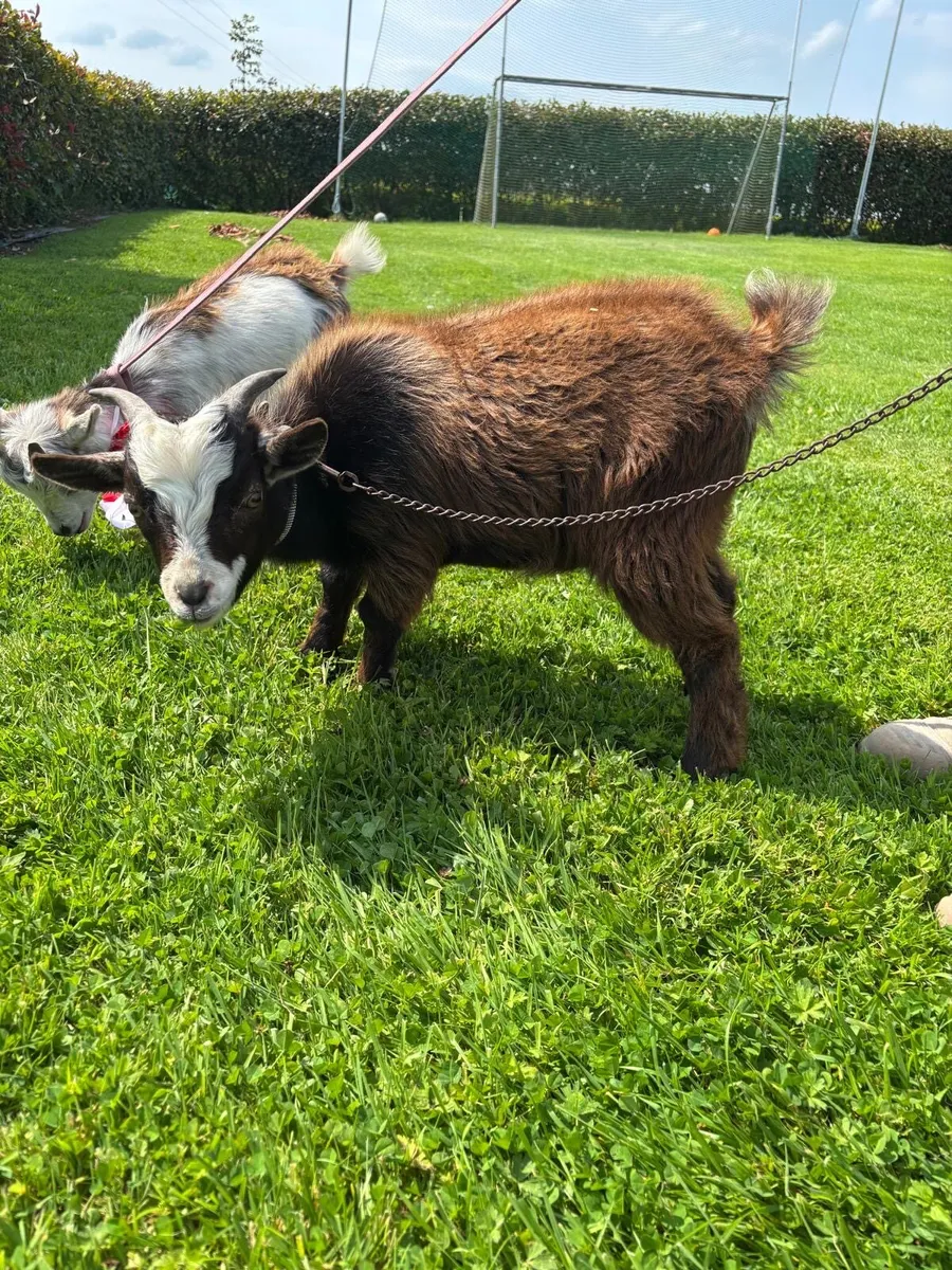 Pygmy kid goats - Image 3