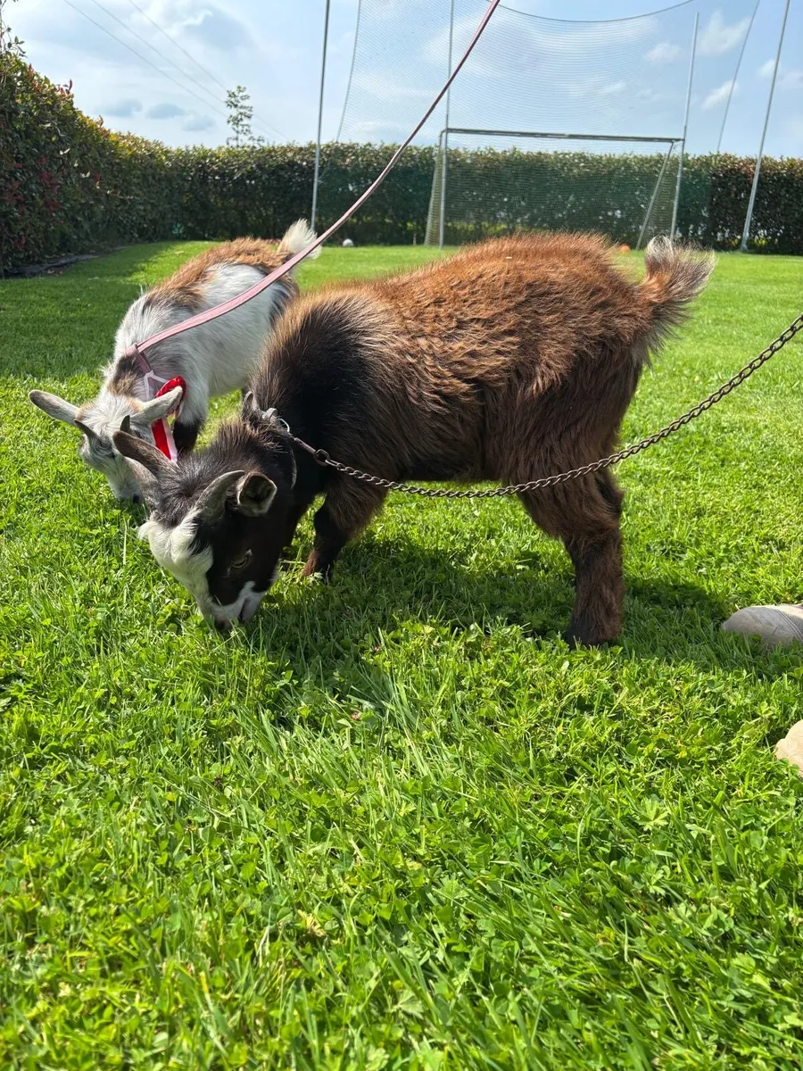Pygmy kid goats - Image 4