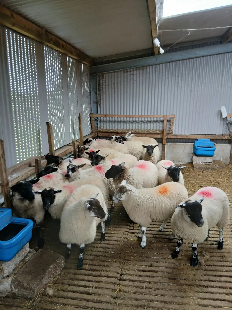 Ewe lambs - Image 3