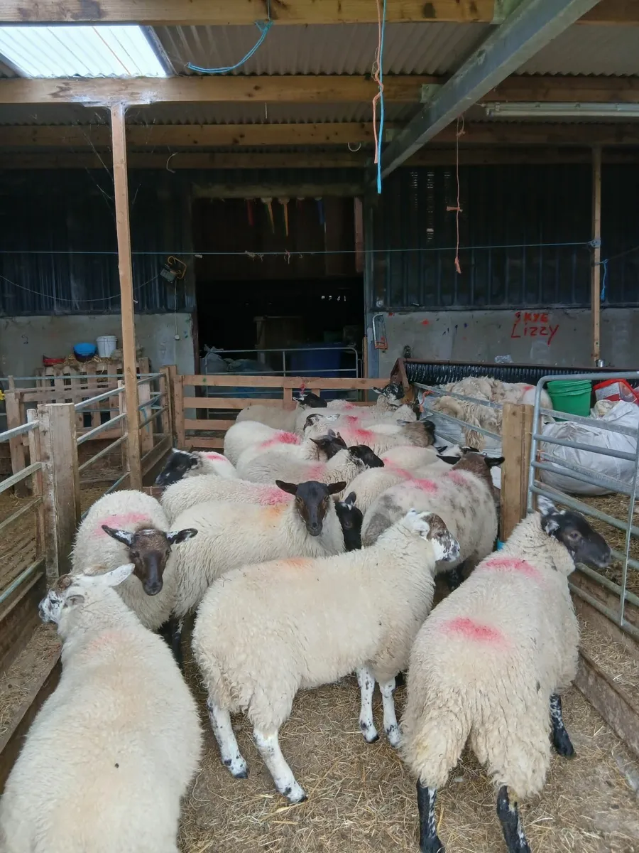 Ewe lambs - Image 4