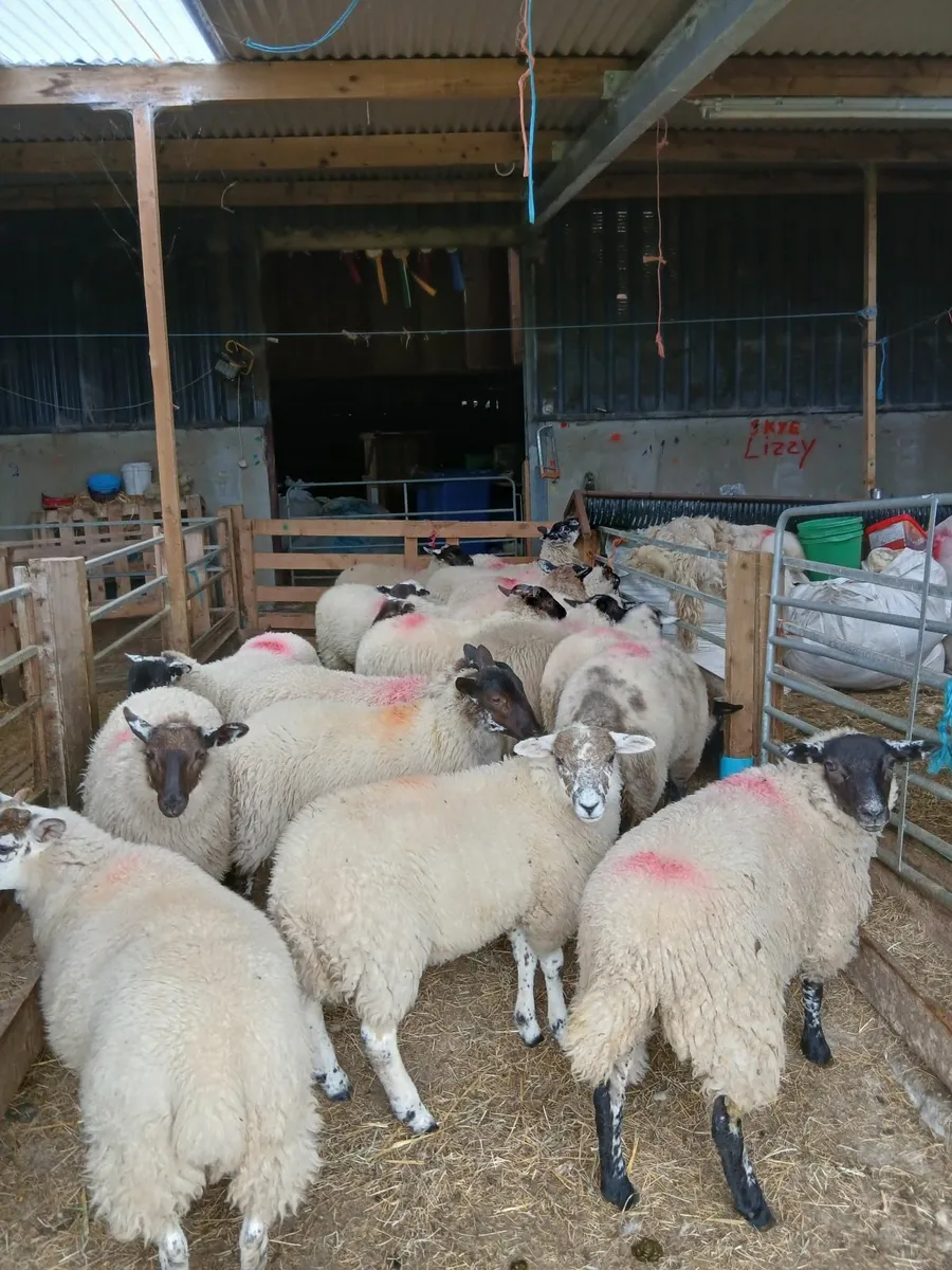 Ewe lambs - Image 1