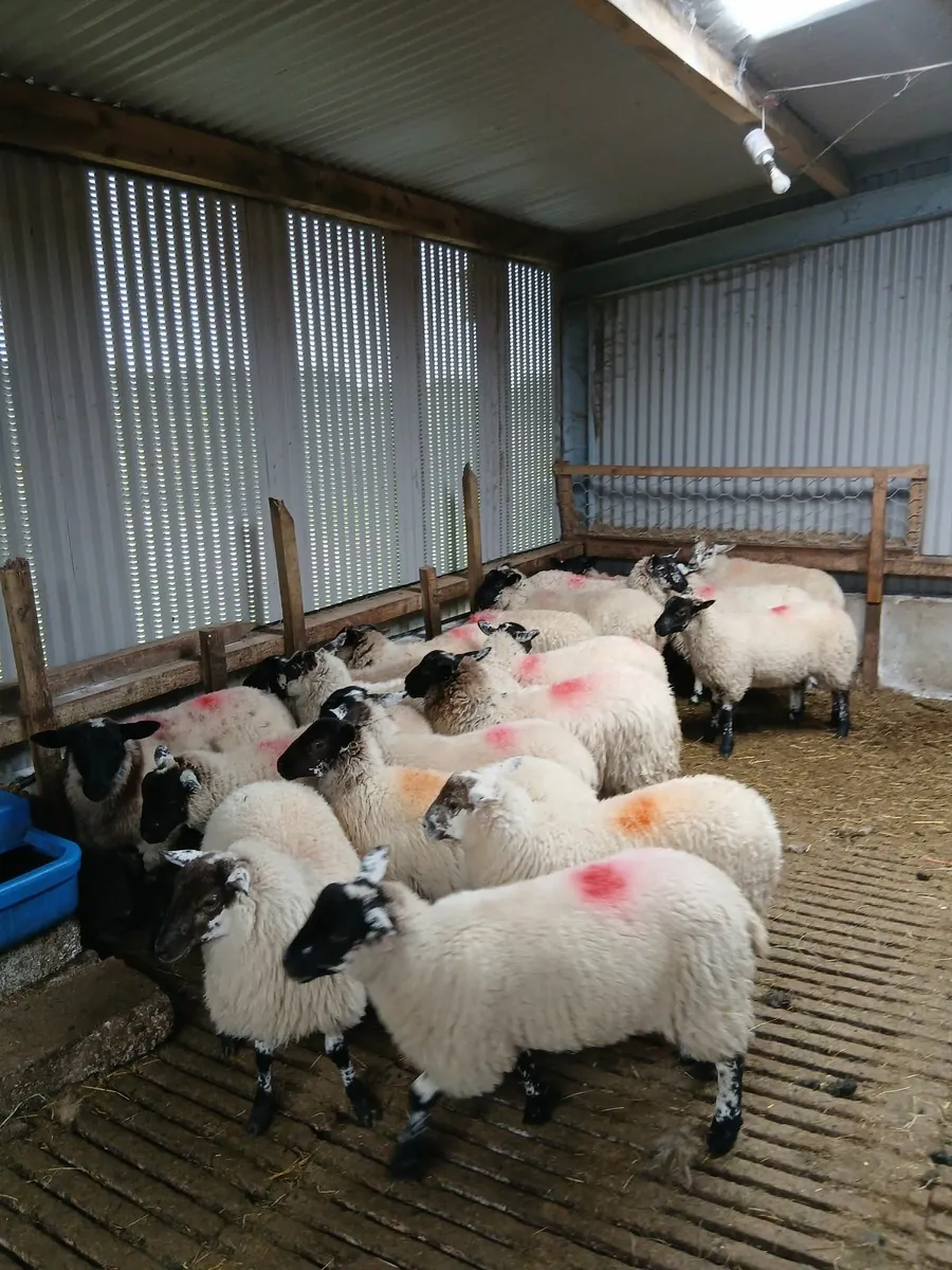 Ewe lambs - Image 2