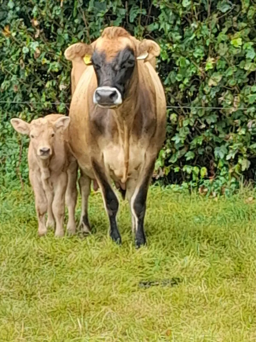 Freshly Calved Jersey Cow for Sale - Image 1