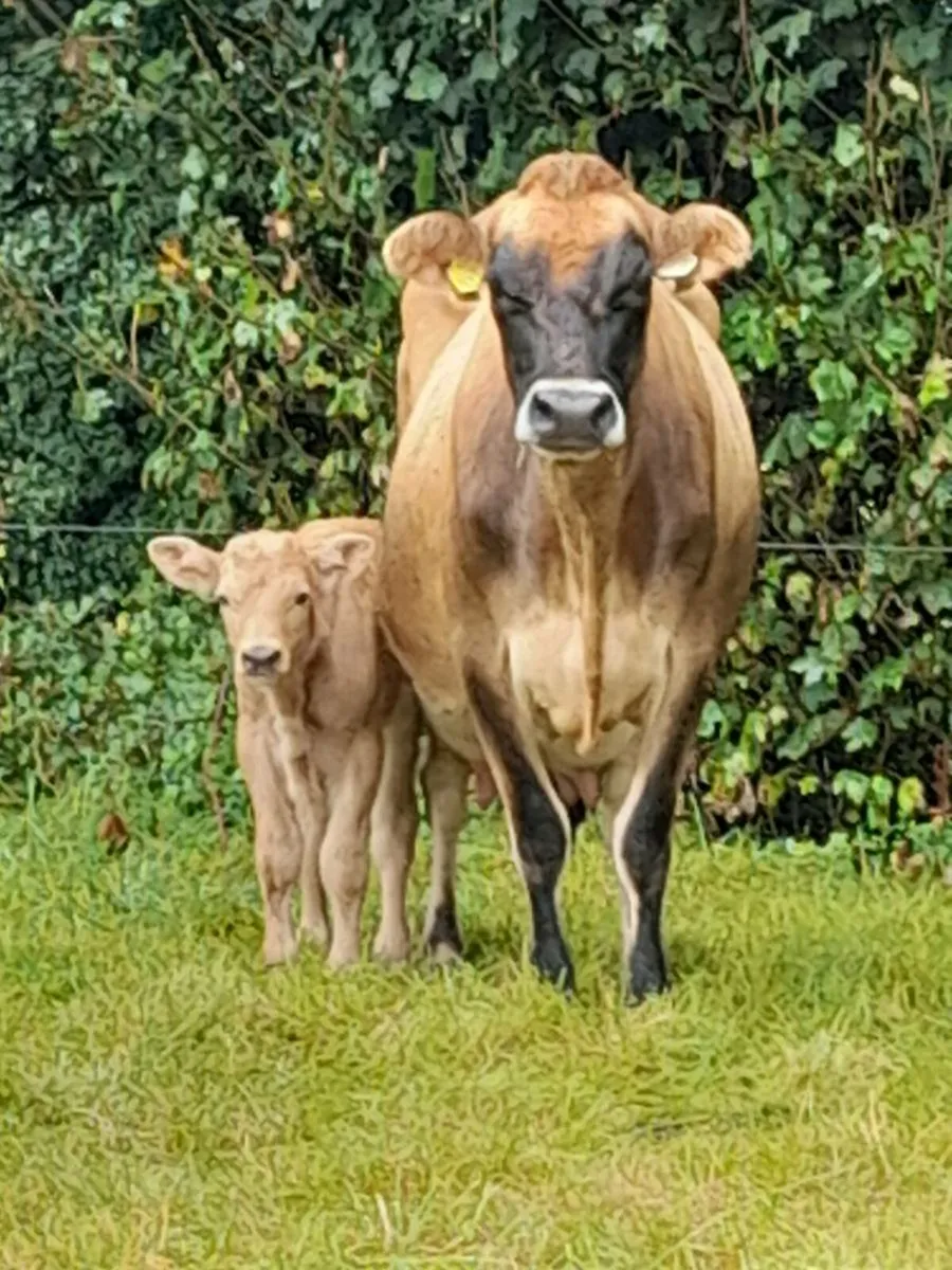 Freshly Calved Jersey Cow for Sale - Image 2