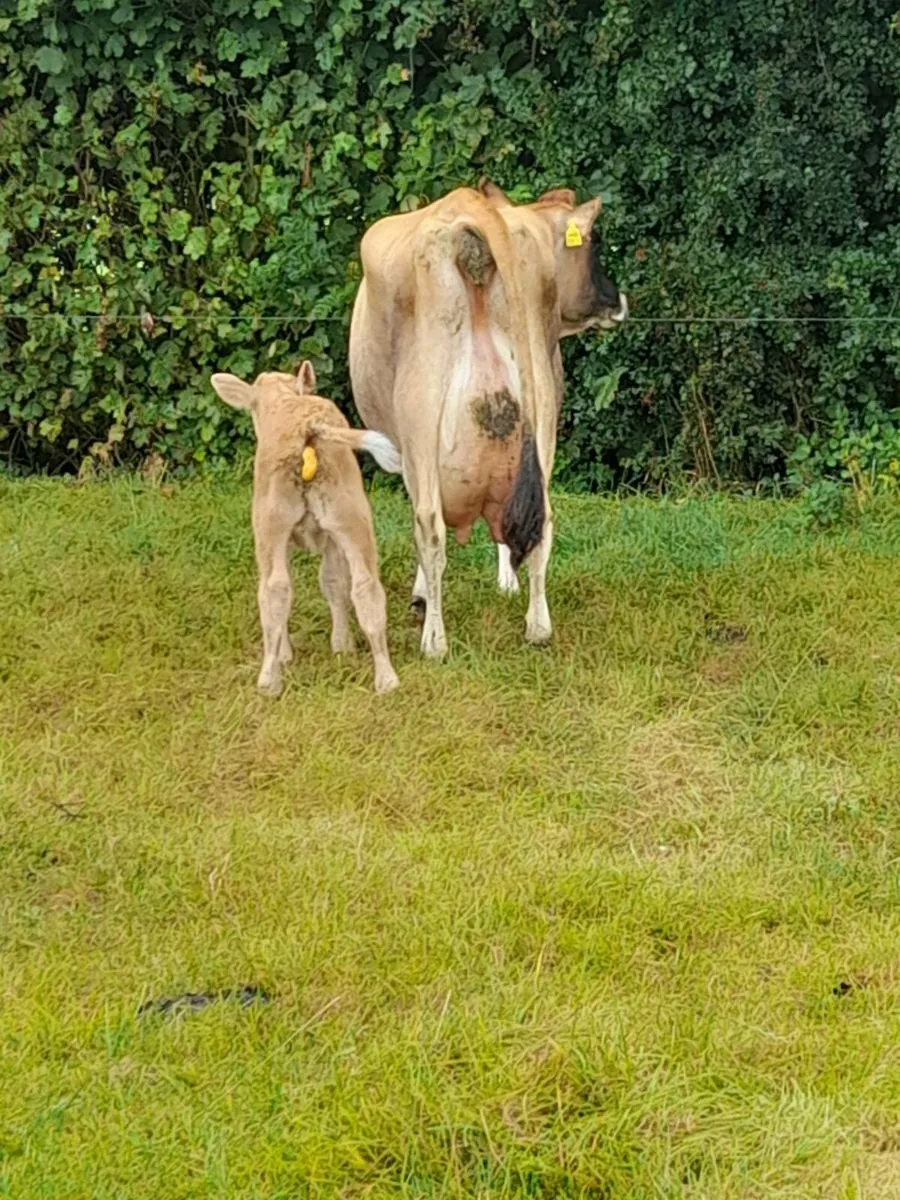 Freshly Calved Jersey Cow for Sale - Image 3