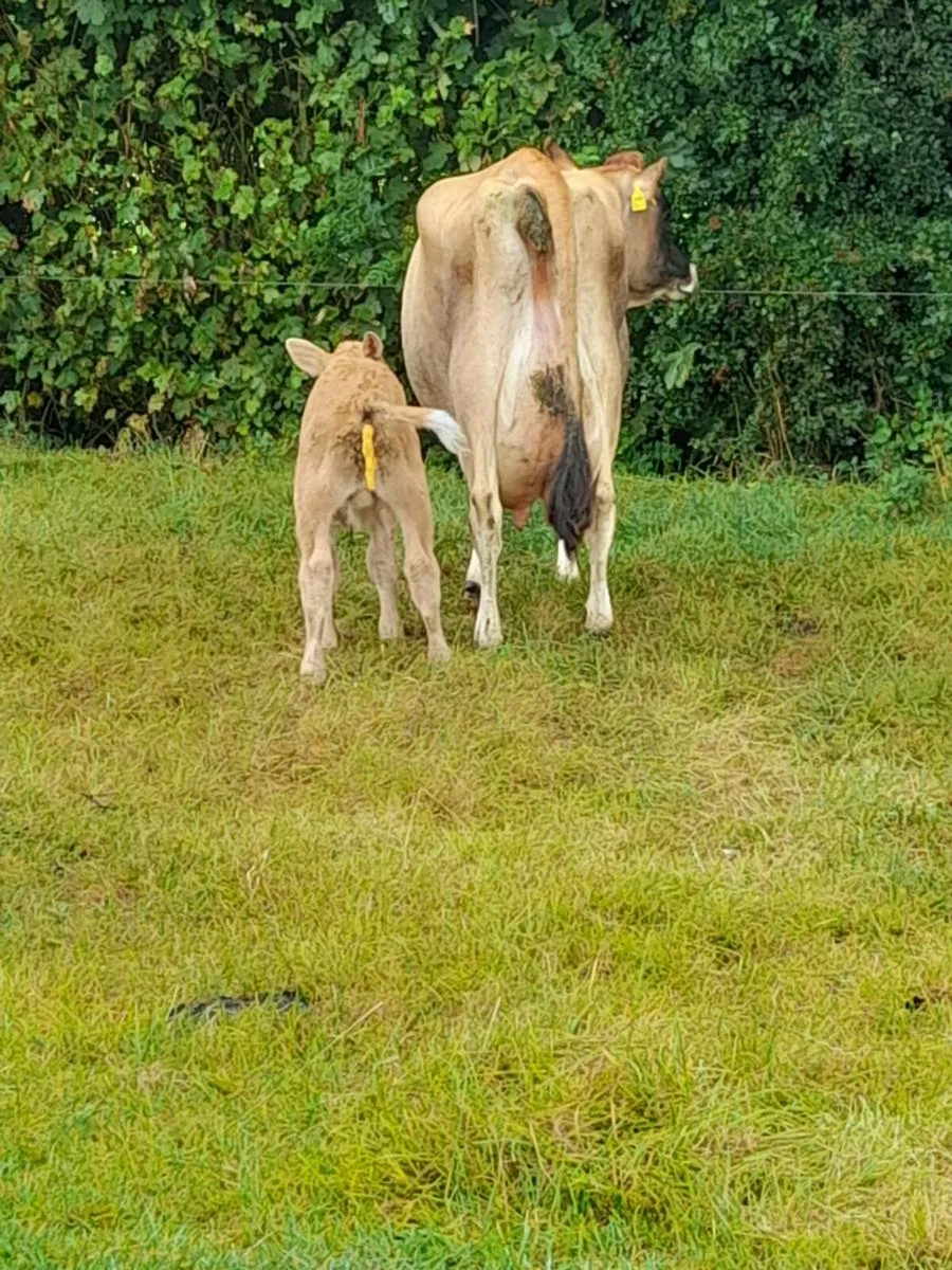 Freshly Calved Jersey Cow for Sale - Image 4
