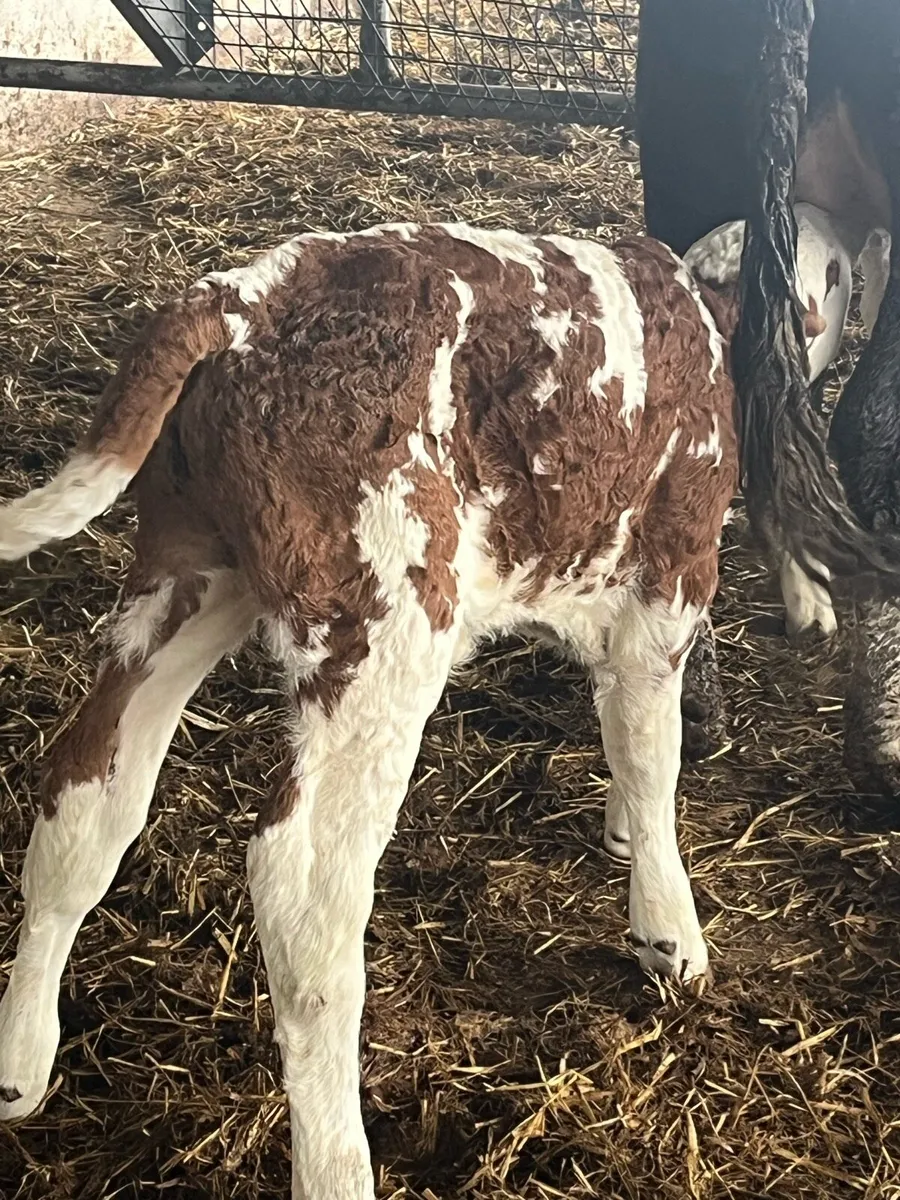 Simmental bull calf(suckler bred) - Image 1