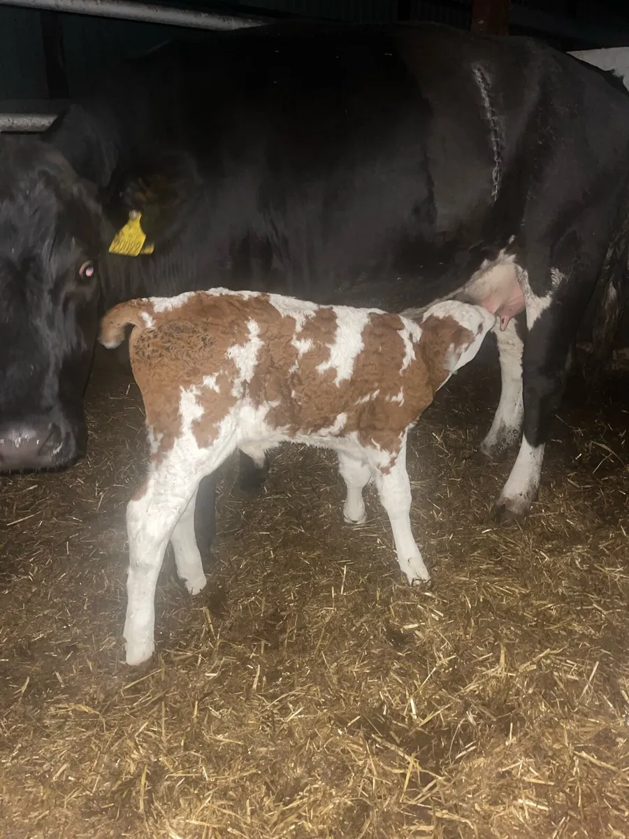 Simmental bull calf(suckler bred) - Image 2