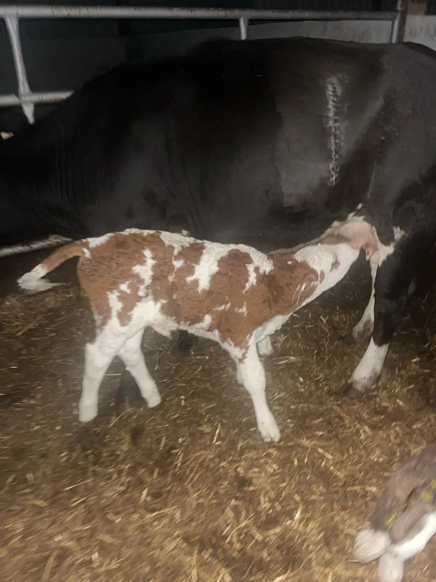 Simmental bull calf(suckler bred) - Image 3