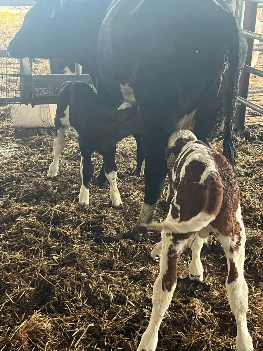 Simmental bull calf(suckler bred) - Image 4