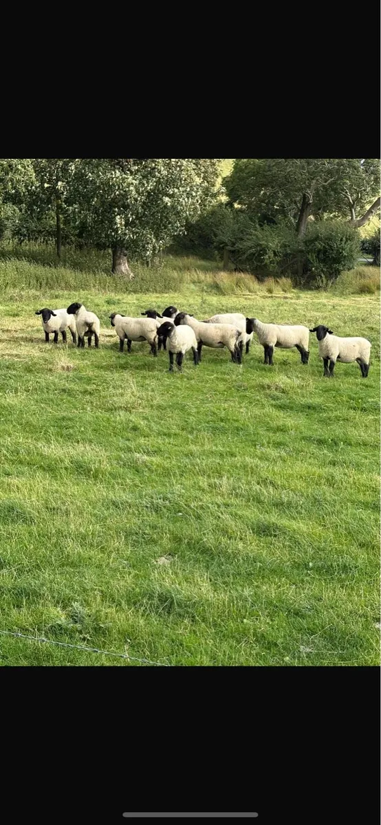 Pedigree Suffolk Hoggets - Image 1