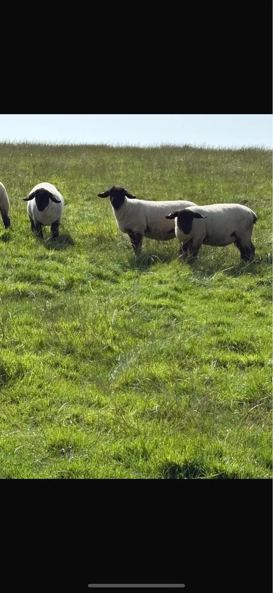 Pedigree Suffolk Hoggets - Image 2