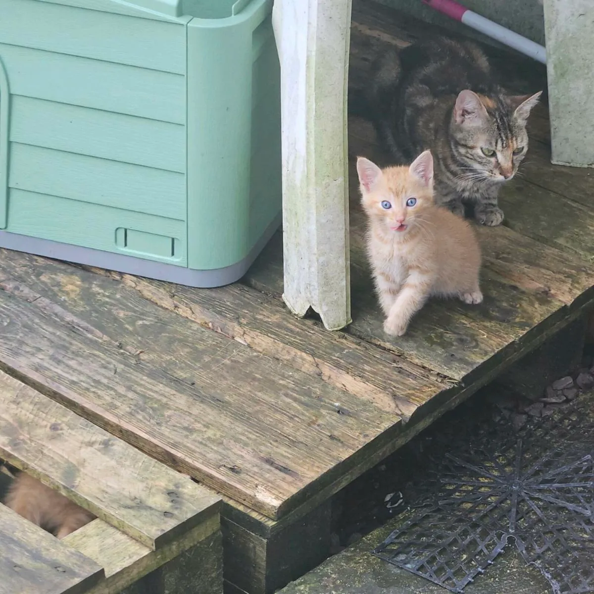 Kittens