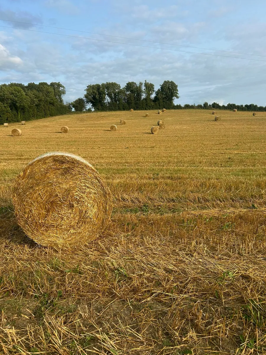 Straw - Image 2