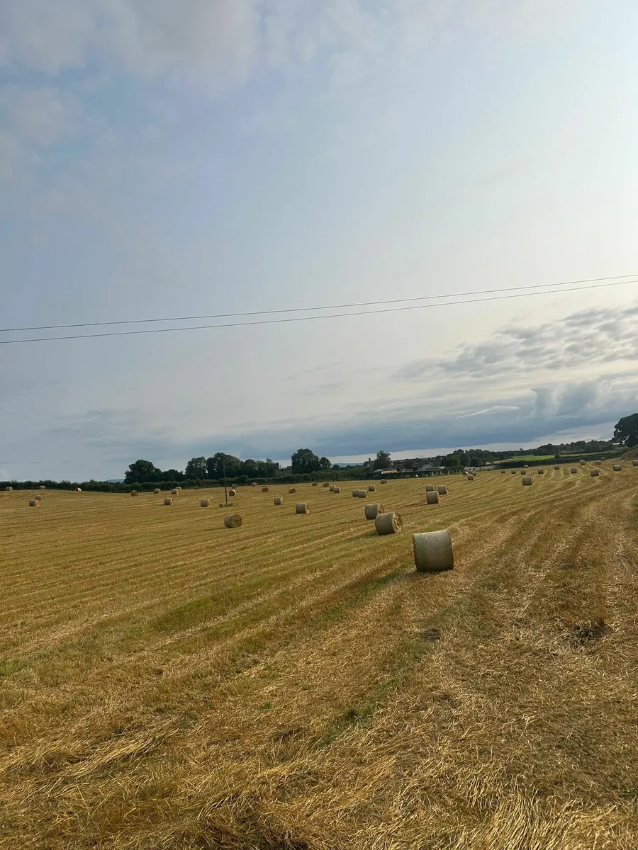 Straw - Image 3