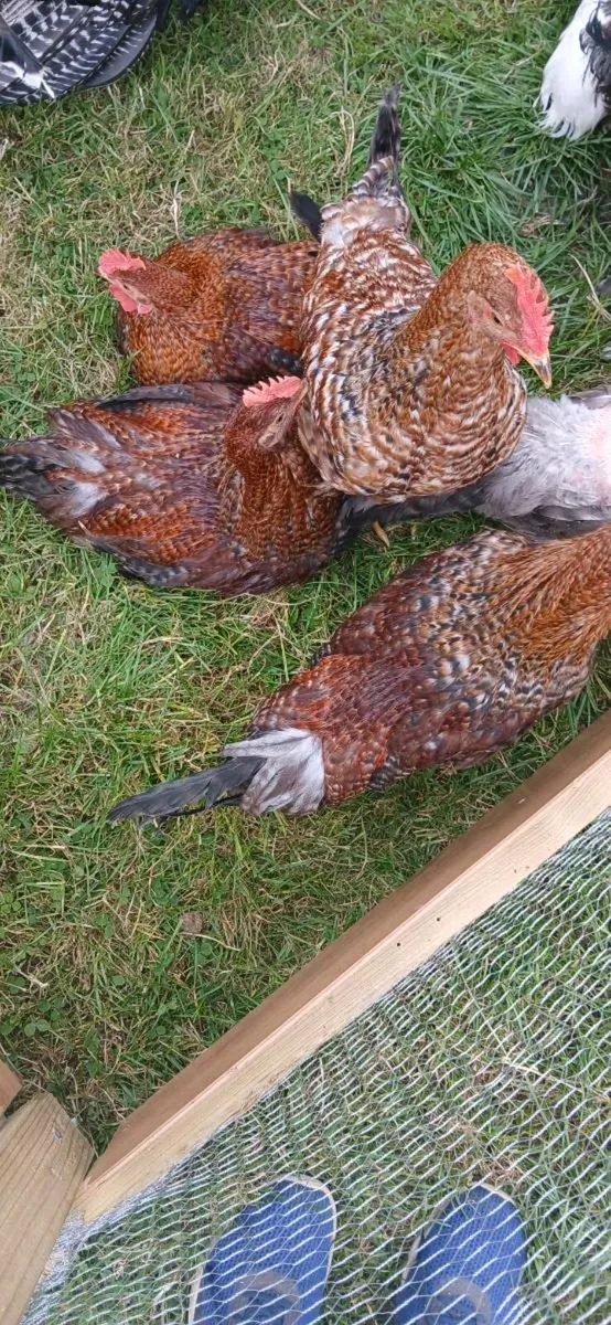 Fiesta reds roosters