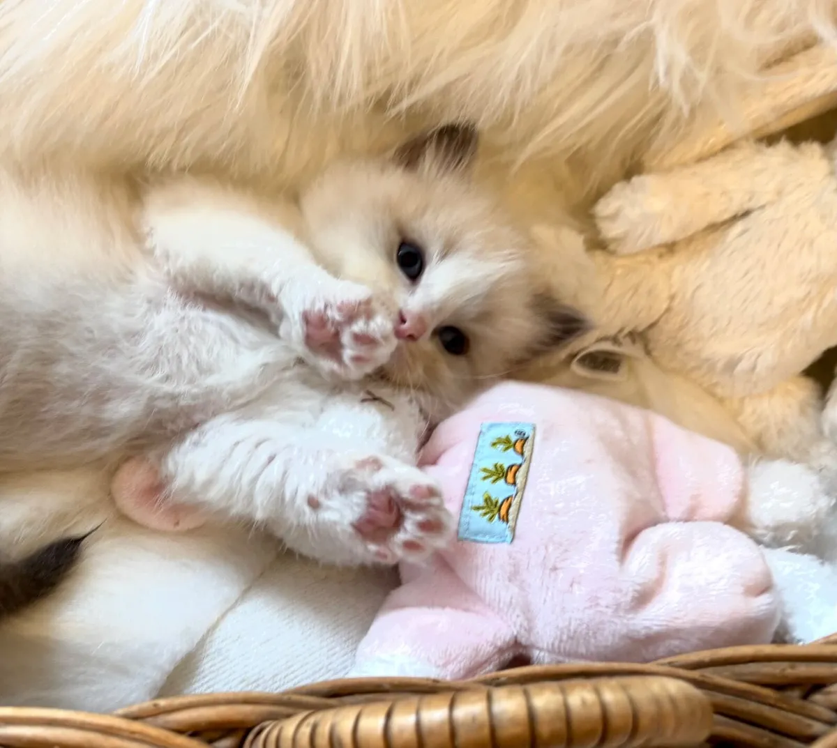 Exclusive Ragdoll Kittens | TICA Registered - Image 2