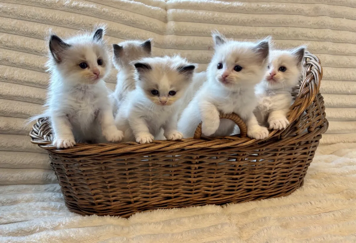 Exclusive Ragdoll Kittens | TICA Registered - Image 1