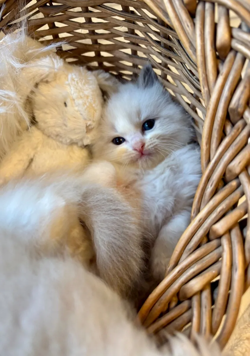 Exclusive Ragdoll Kittens | TICA Registered - Image 3