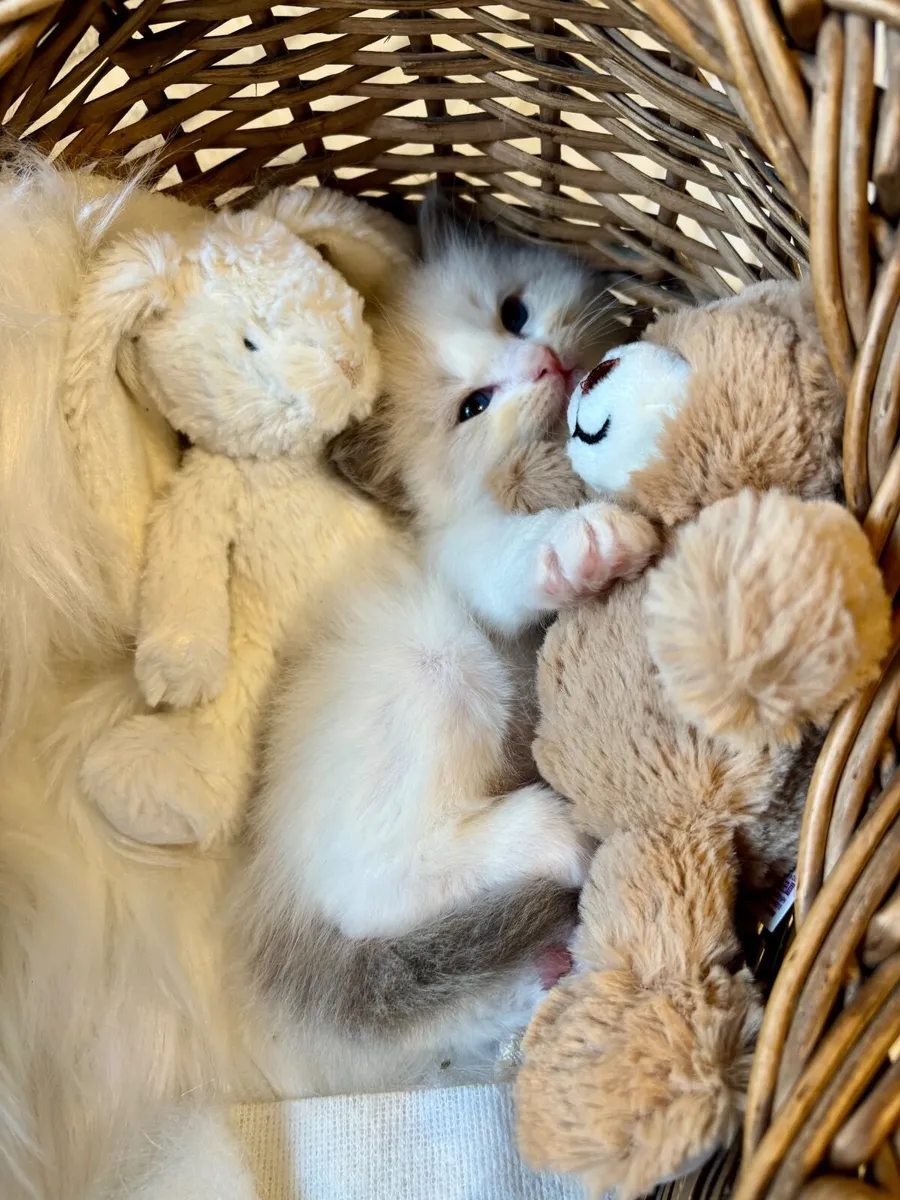 Exclusive Ragdoll Kittens | TICA Registered - Image 4