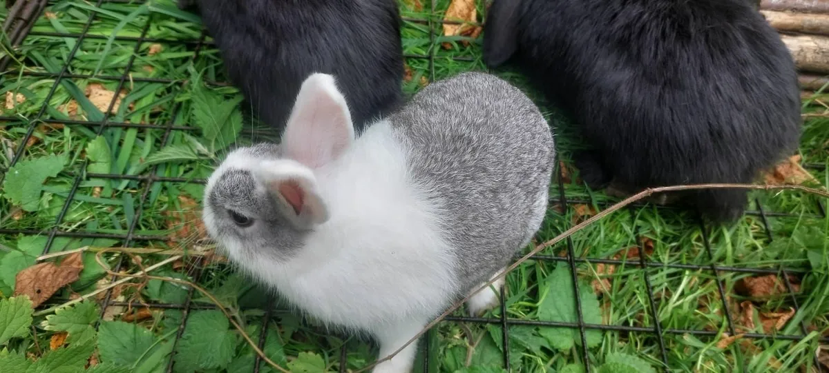 2 dwarf annd 3 lop eared rabbits - Image 1