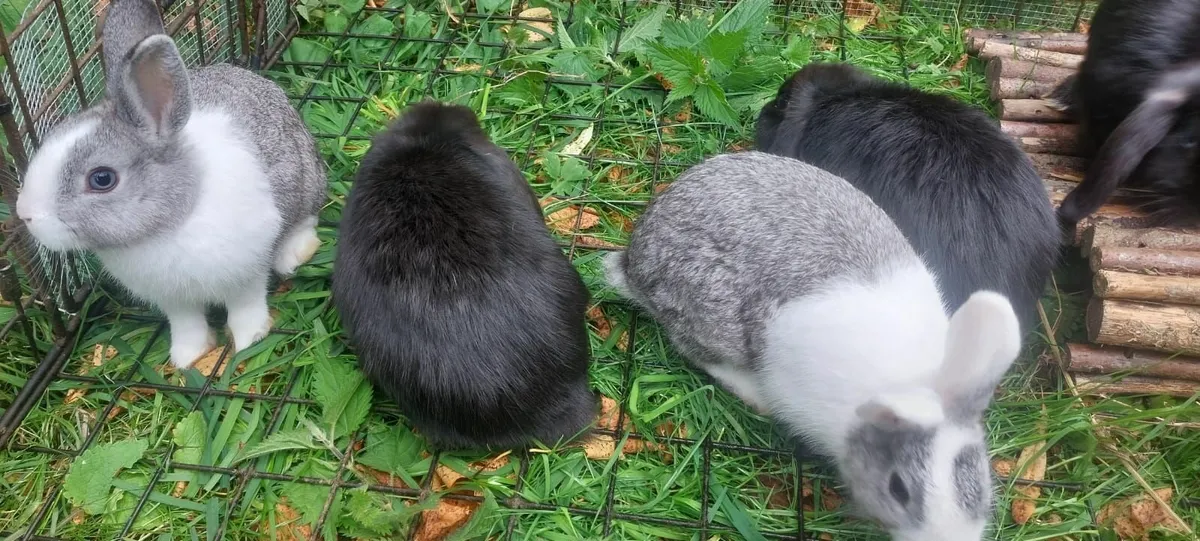 2 dwarf annd 3 lop eared rabbits - Image 2
