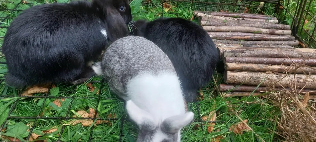 2 dwarf annd 3 lop eared rabbits - Image 3