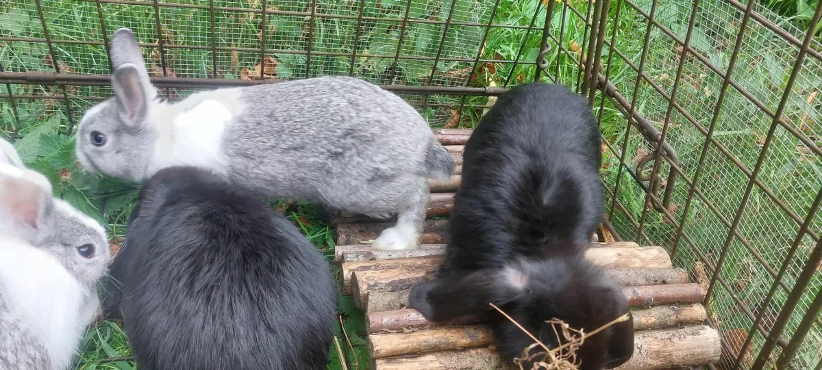2 dwarf annd 3 lop eared rabbits - Image 4