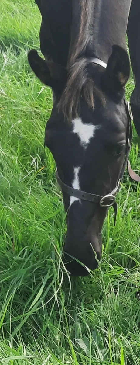 UlrickVan't Merelsnest Filly Foal Dam OBOS Quality - Image 1