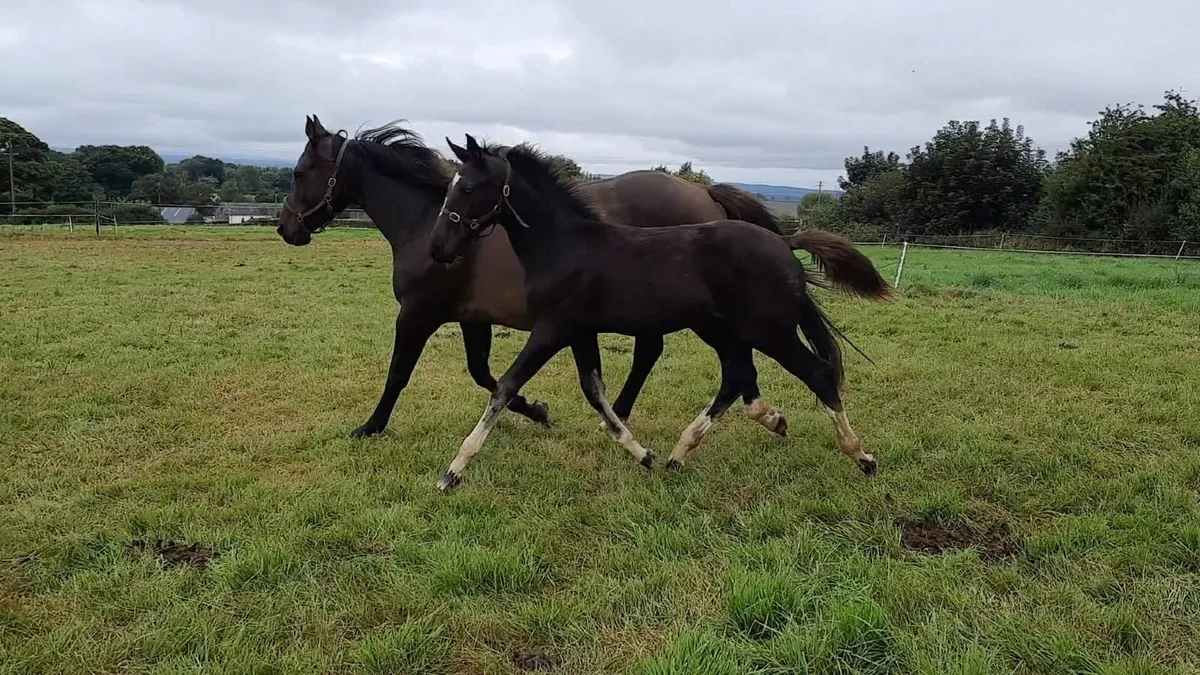 UlrickVan't Merelsnest Filly Foal Dam OBOS Quality - Image 2