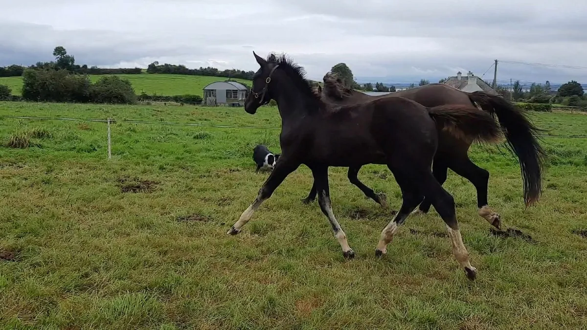UlrickVan't Merelsnest Filly Foal Dam OBOS Quality - Image 3