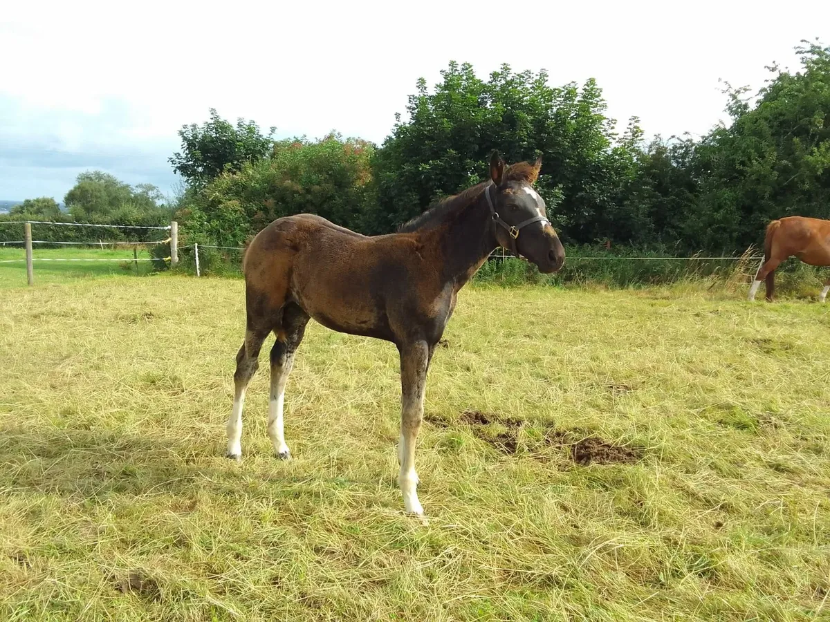 UlrickVan't Merelsnest Filly Foal Dam OBOS Quality - Image 4