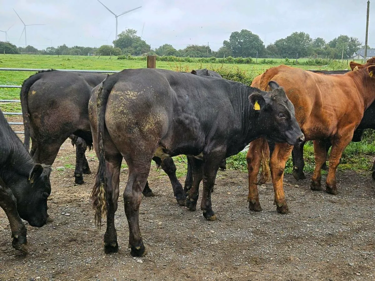 17 super limousine store bullocks for sale - Image 1