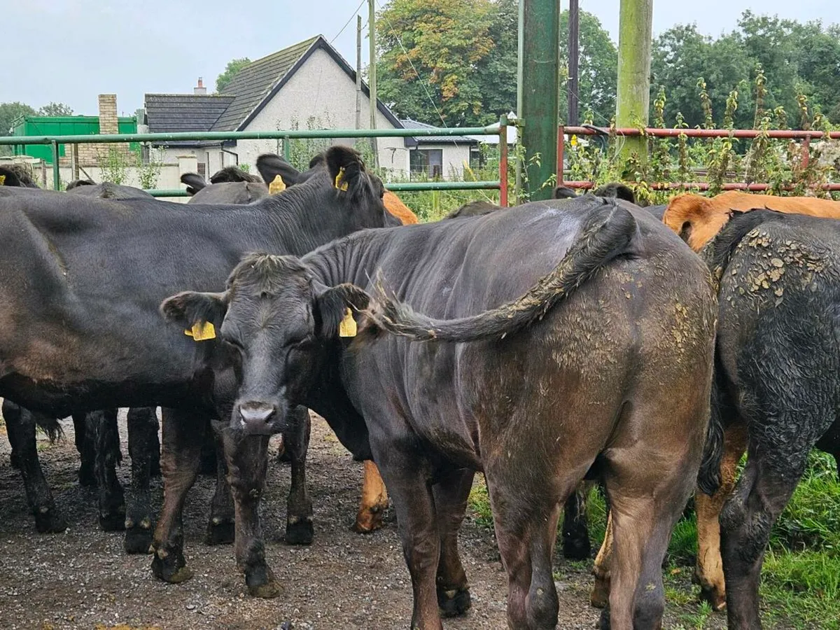 17 super limousine store bullocks for sale - Image 2