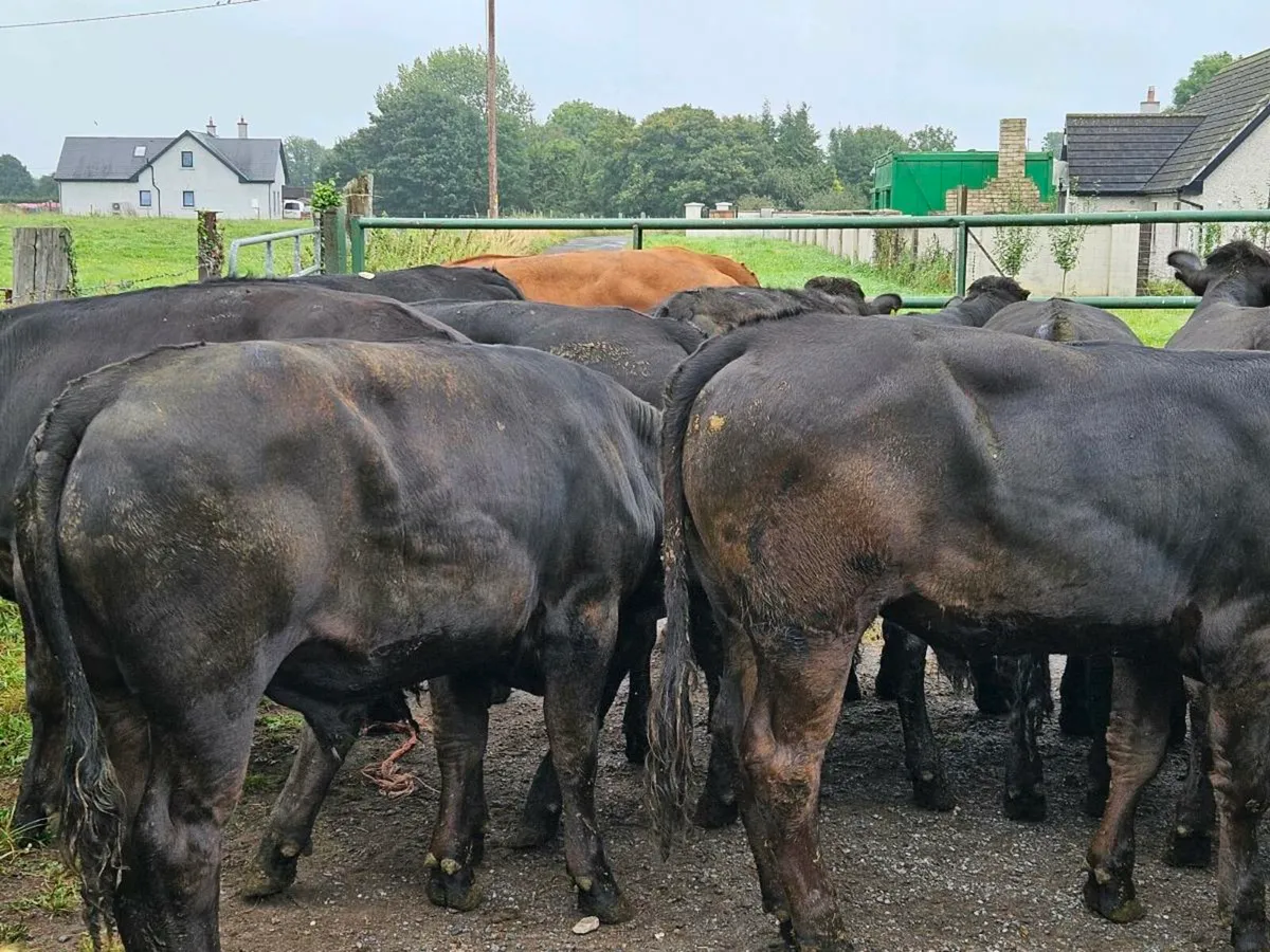 17 super limousine store bullocks for sale - Image 3