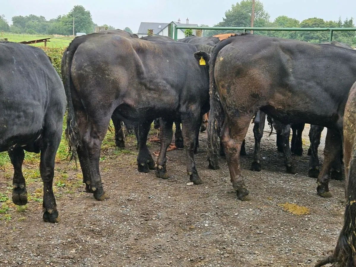 17 super limousine store bullocks for sale - Image 4