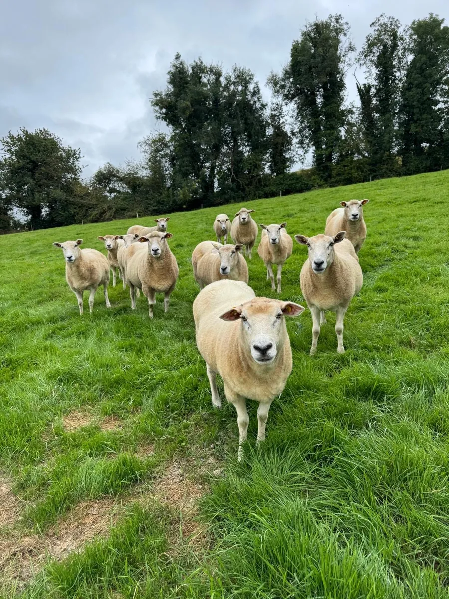 Ewes for sale - Image 1