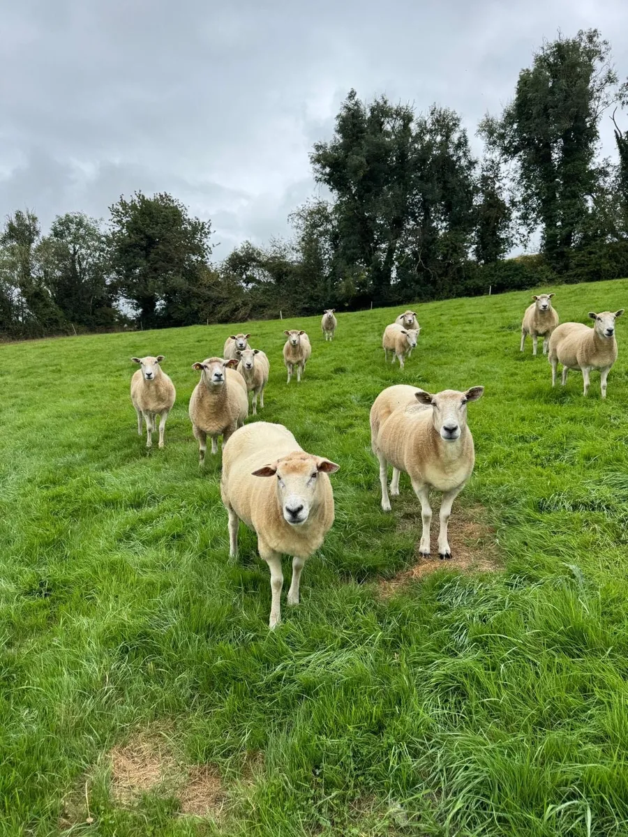 Ewes for sale - Image 2