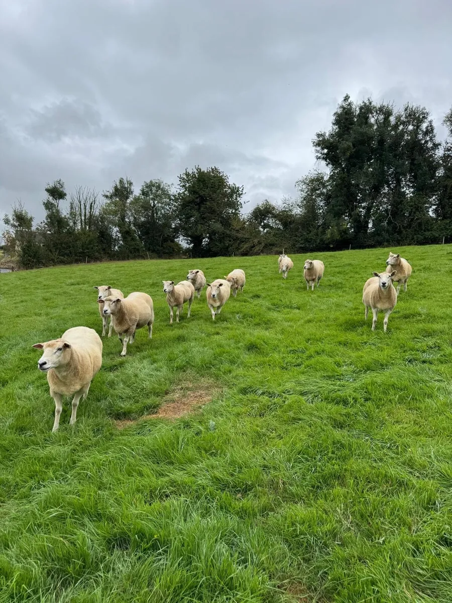 Ewes for sale - Image 3