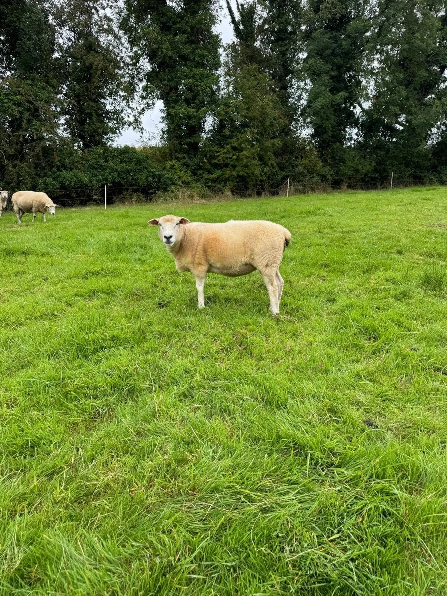 Ewes for sale - Image 4