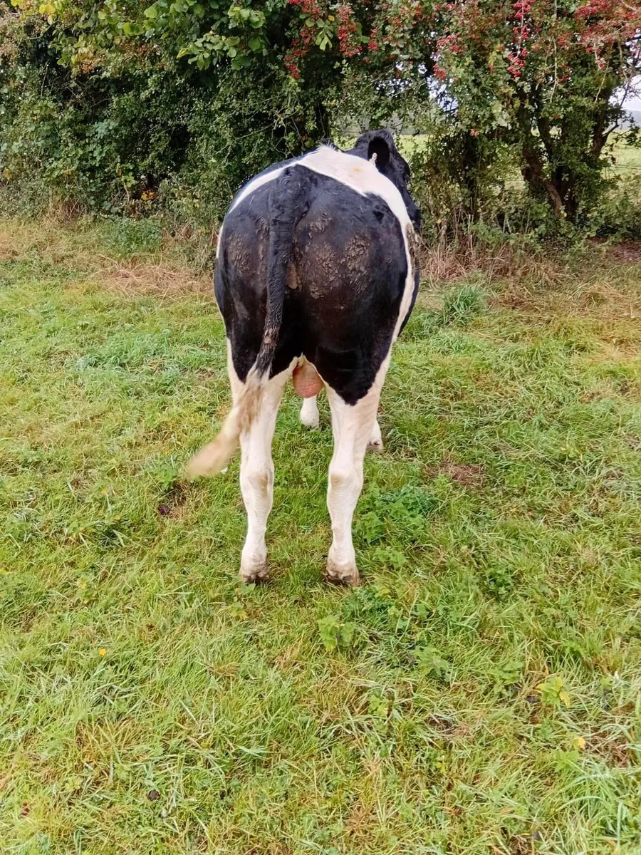 Bullocks - Image 1
