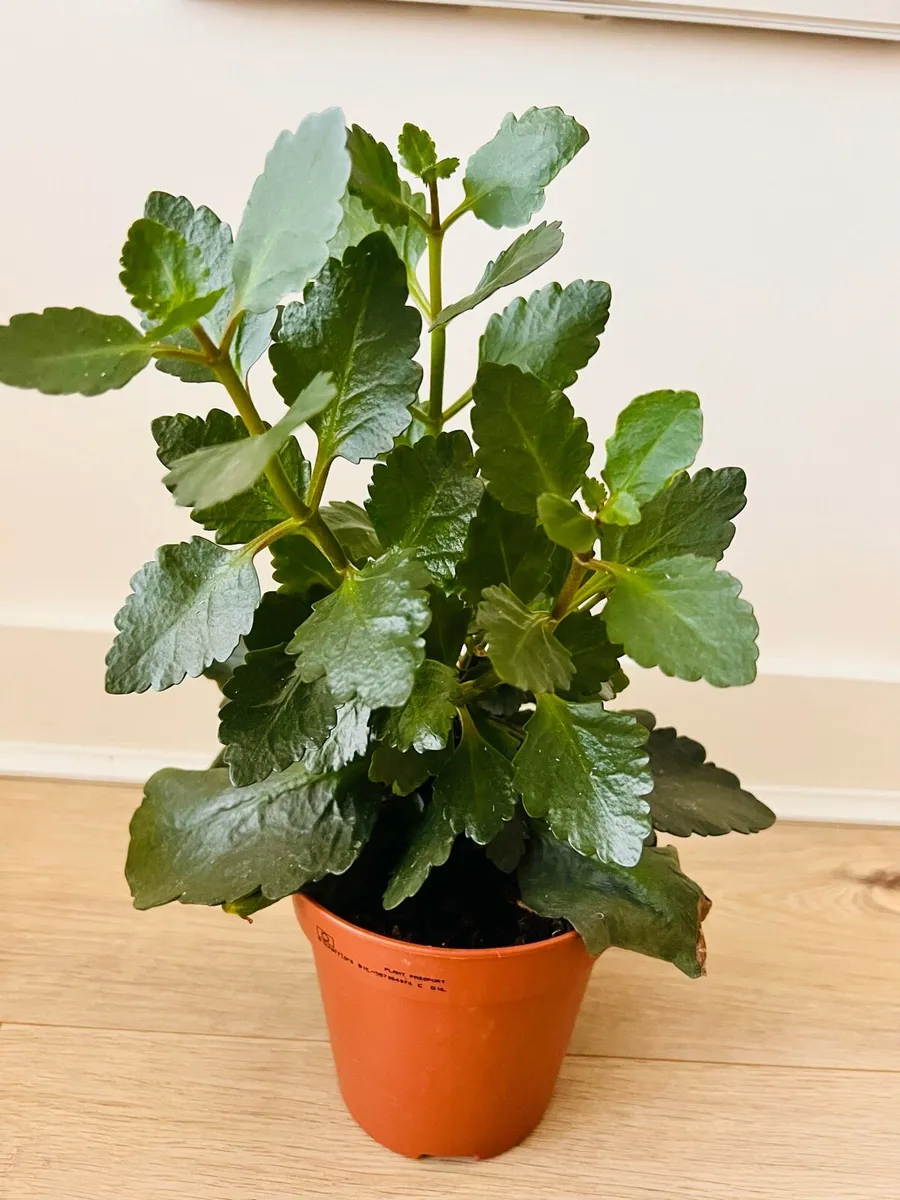 Indoor plants for sale - Image 1