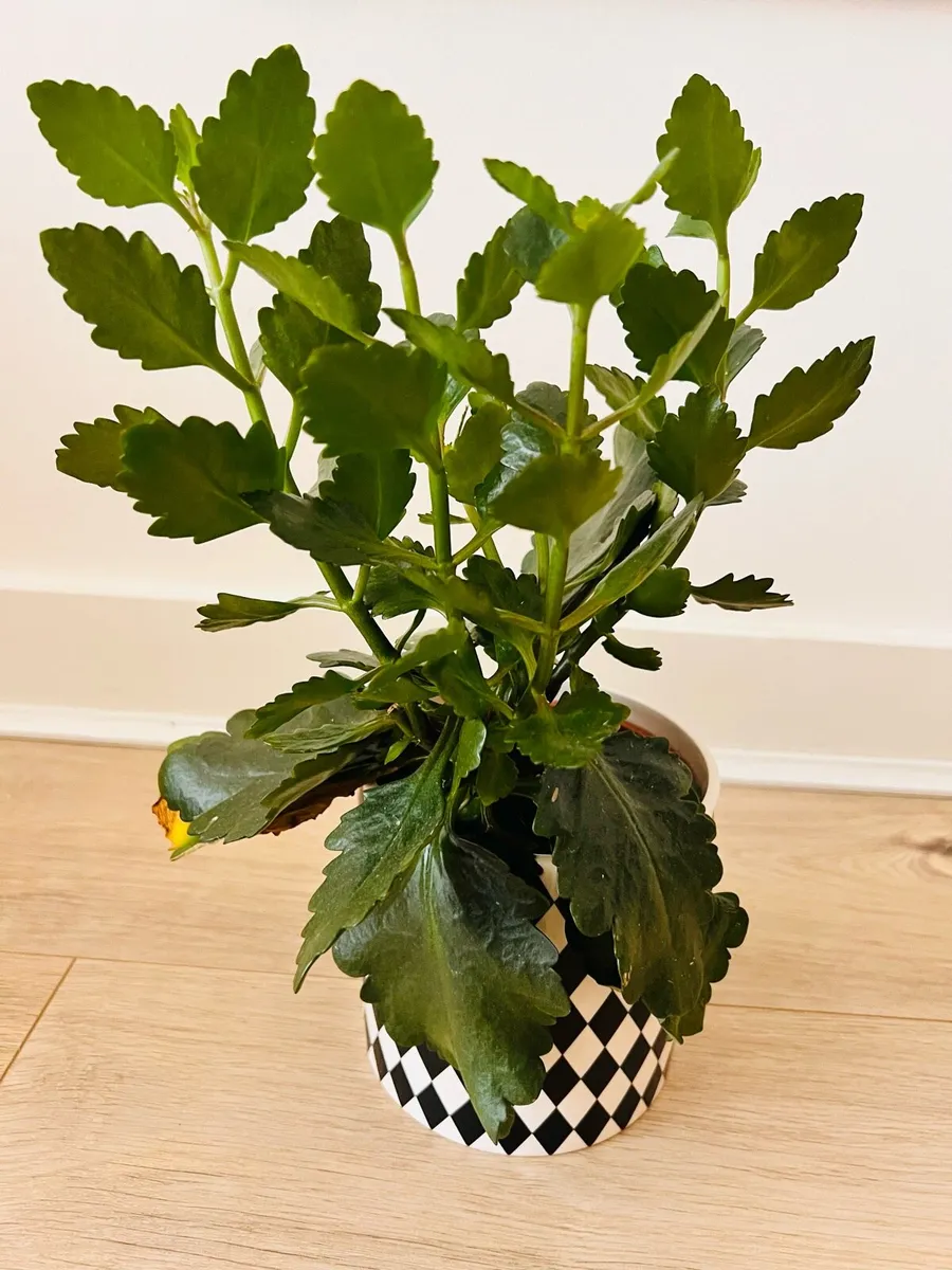 Indoor plants for sale - Image 2