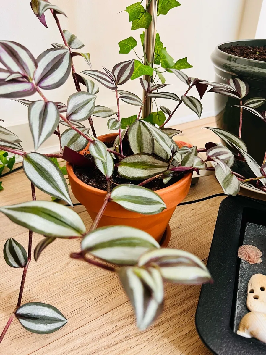 Indoor plants for sale - Image 3