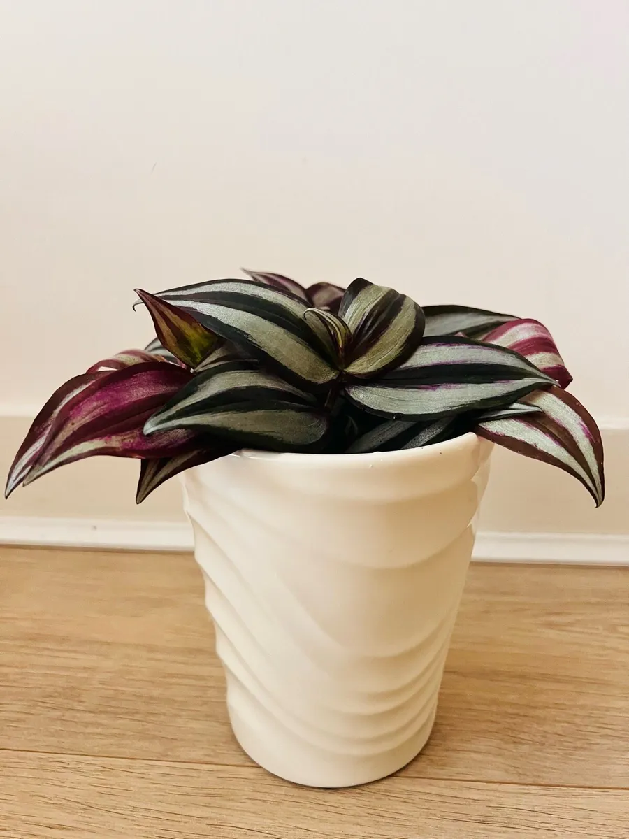 Indoor plants for sale - Image 4