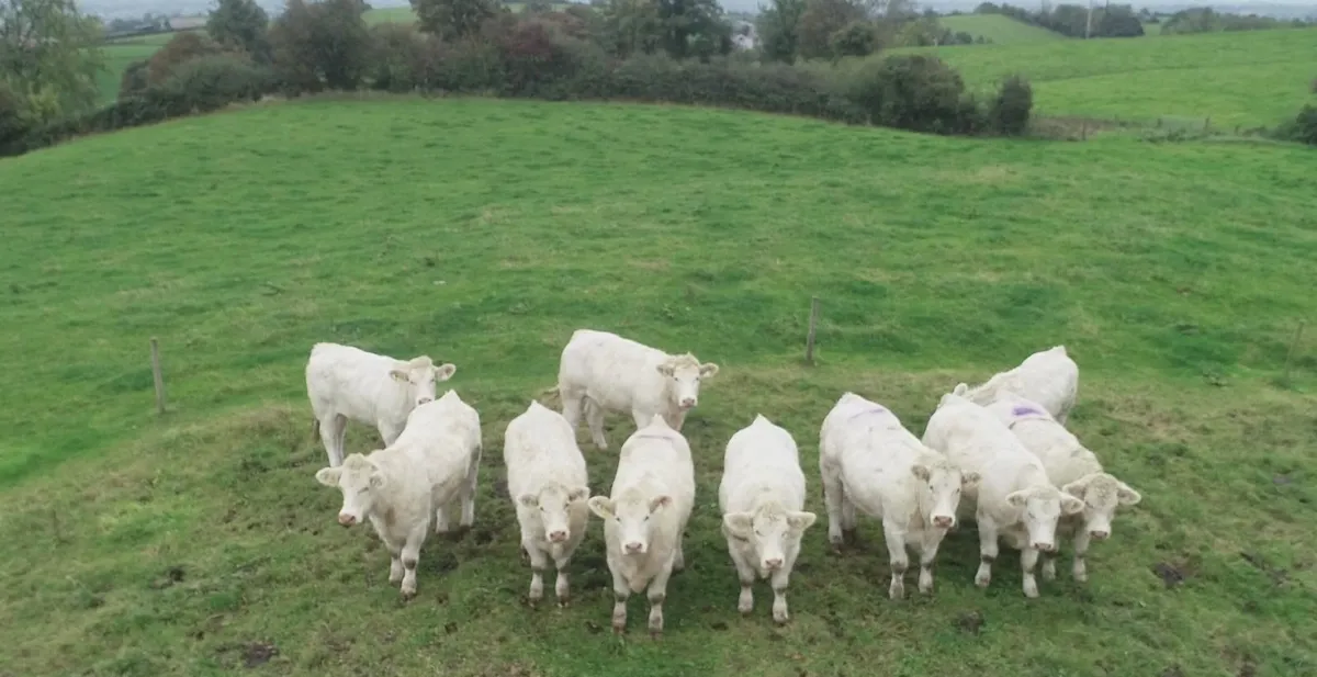 Full French Pedigree Charolais Heifers