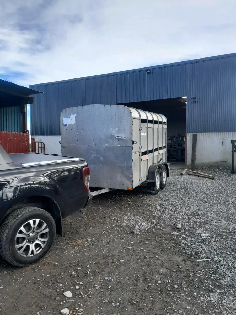 Wanted Ifor  williams cattle trailer 12by5ft10 - Image 1
