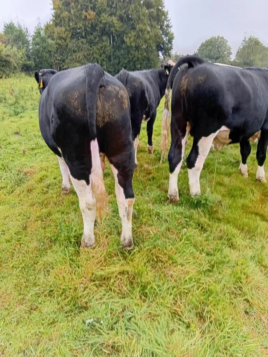 Bullocks - Image 2