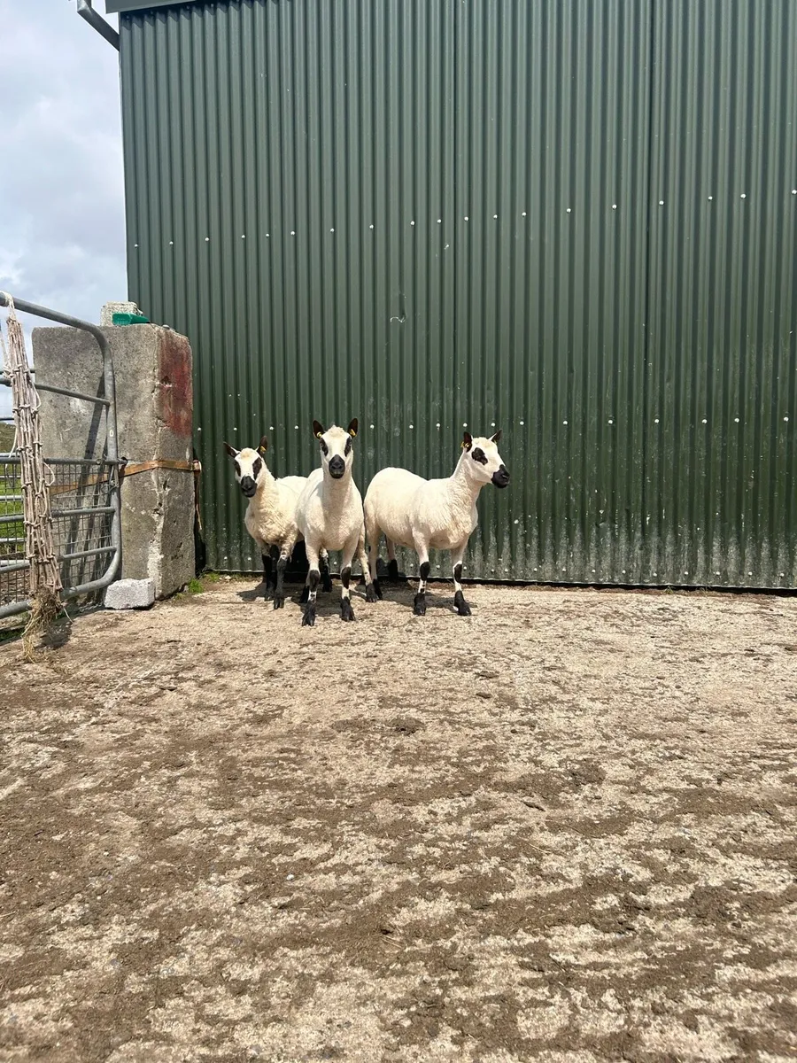 Kerry hill hoggets - Image 1