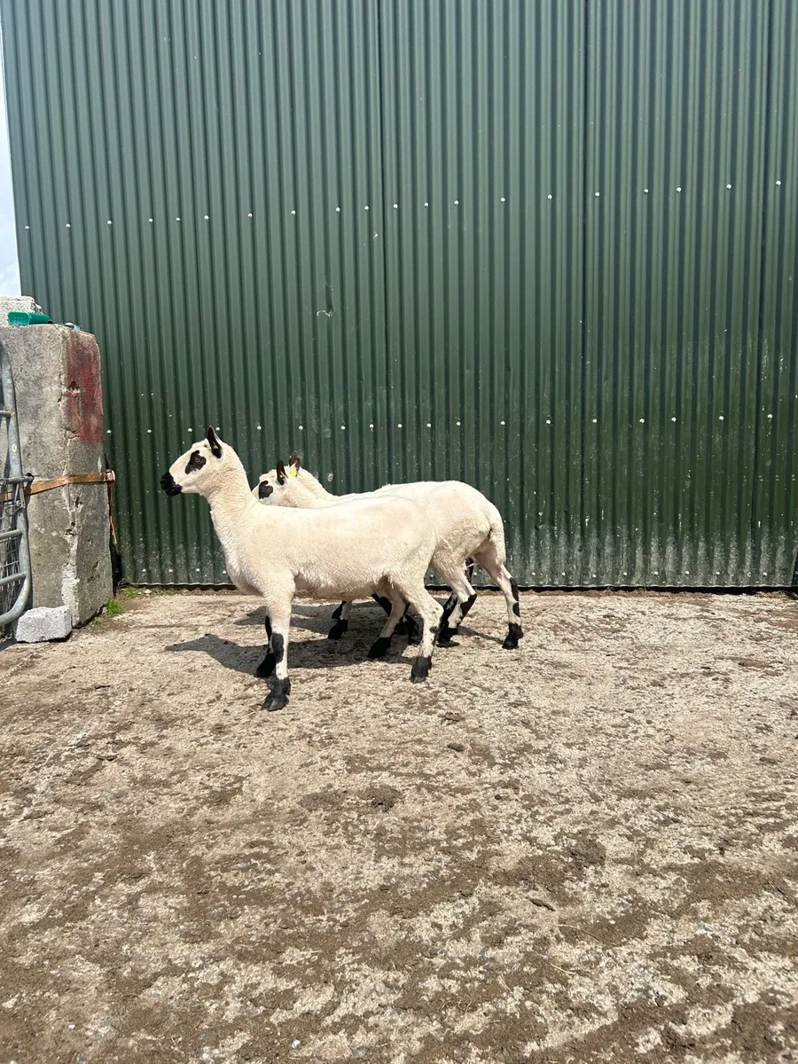Kerry hill hoggets - Image 2